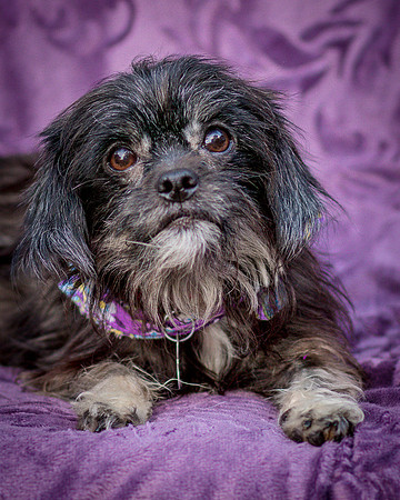 Foster Selene-2822