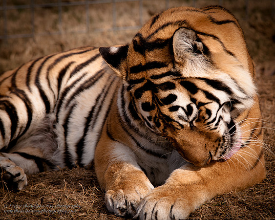 Suzies Pride-2608