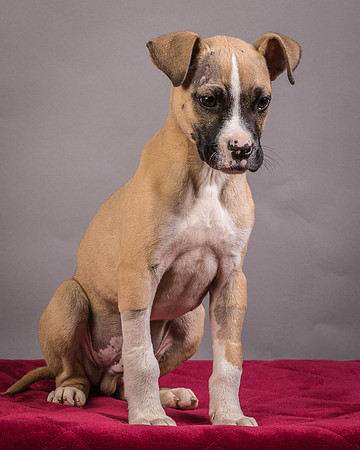 Foster Barnabas-4518