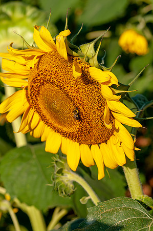 sunflowers-1758