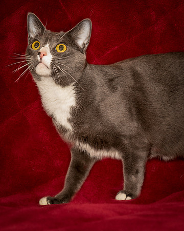 Foster Mittens-9492