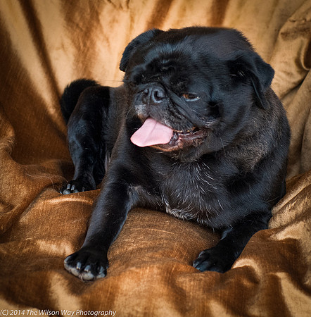 Foster Hotdog-8909