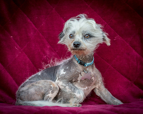 Foster Freckles-5346