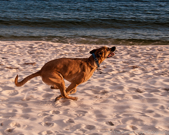 Roxy on the run-7204