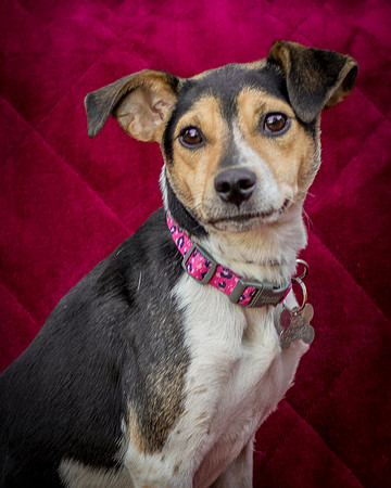 Foster Buffy-5504