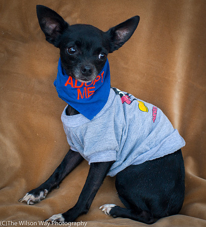 Foster Twiggy-8987