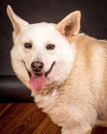 Foster Apache-0618