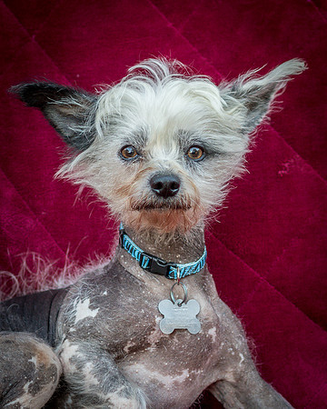 Foster Freckles-5358