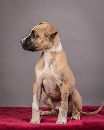 Foster Barnabas-4514