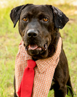 Darlington - Louie-8790