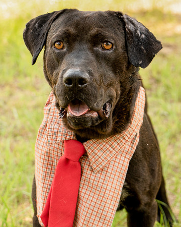 Darlington - Louie-8790