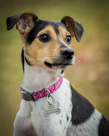 Foster Buffy-5523