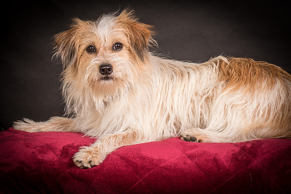 Foster Tiny-1537