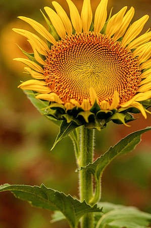 sunflowers-8792-2