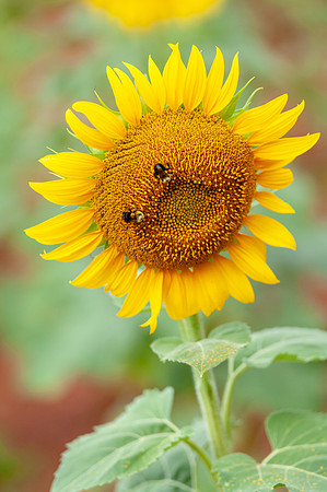 sunflowers-8769