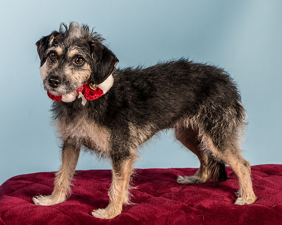 Foster Triscuit-5514