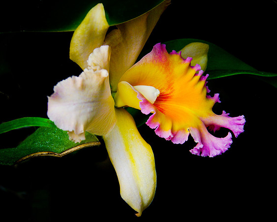 flower-