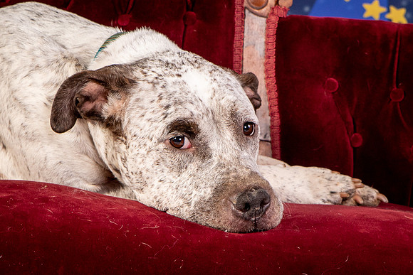 Foster Sylvester-0984