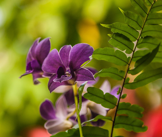 flowers-9206