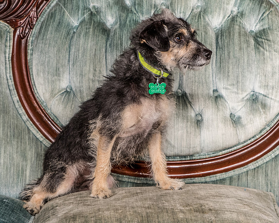 Foster Triscuit-5479