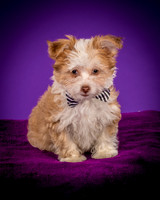 Foster Zen-4353