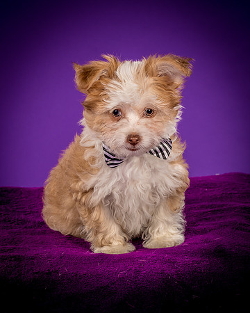 Foster Zen-4353