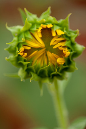 sunflowers-8370