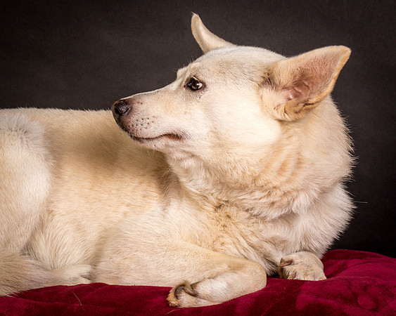 Foster Apache-0544