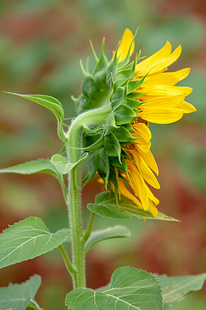 sunflowers-8751