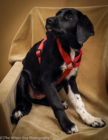 Foster Carolina-0787