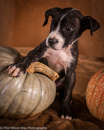 Foster Bennett-6333