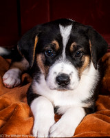 Baby Joss aka Molly-9327