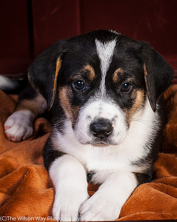 Baby Joss aka Molly-9327