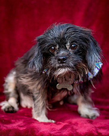 Foster Selene-2703