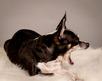 Foster Justice-4605