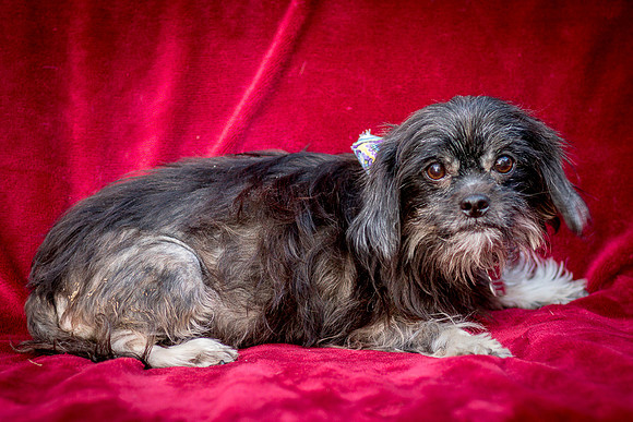 Foster Selene-2753