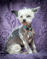 Foster Freckles-5403