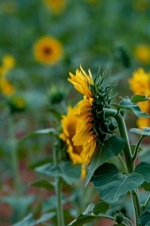 sunflowers-2159
