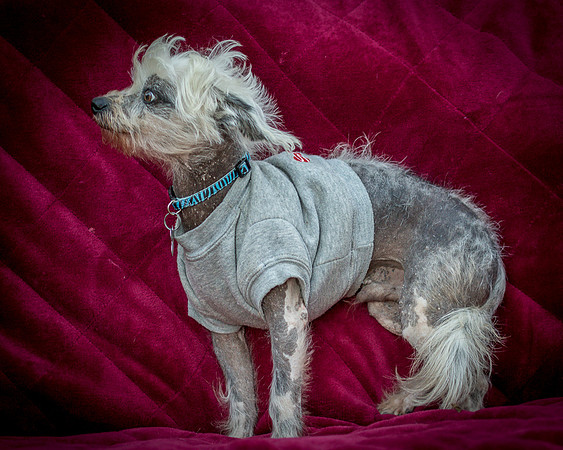 Foster Freckles-5477