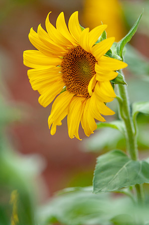 sunflowers-8717