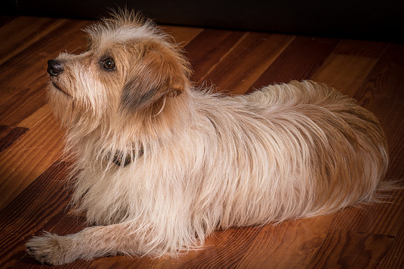 Foster Tiny-2013
