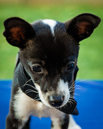 Foster Laila-9803