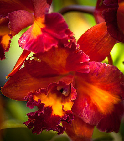 flowers-9169