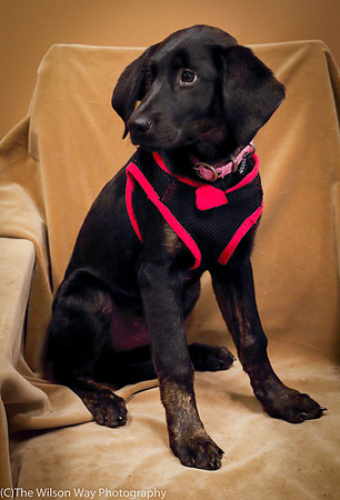 Foster Claudine-0932
