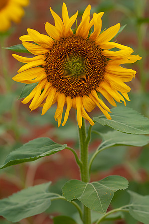 sunflowers-8335