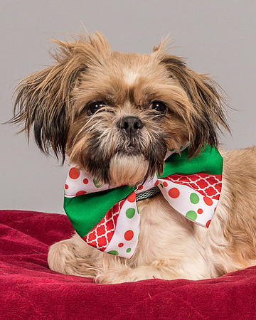 Foster Toffee-4623