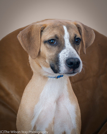Foster Curly-8879