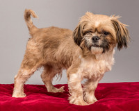 Foster Toffee-2