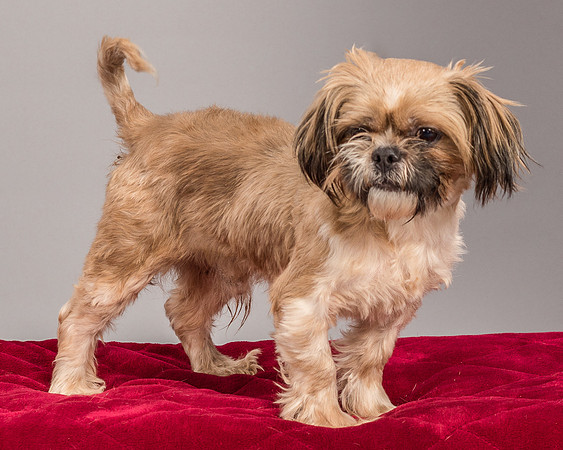 Foster Toffee-2