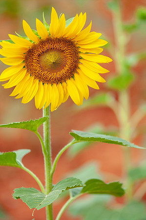 sunflowers-8736